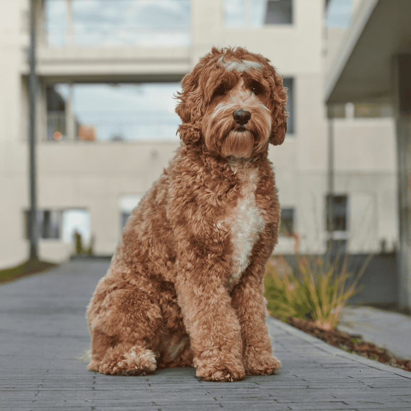 Cute Labradoodle dog resting on wooden deck in city apartment setting, perfect for dog grooming and training tips.