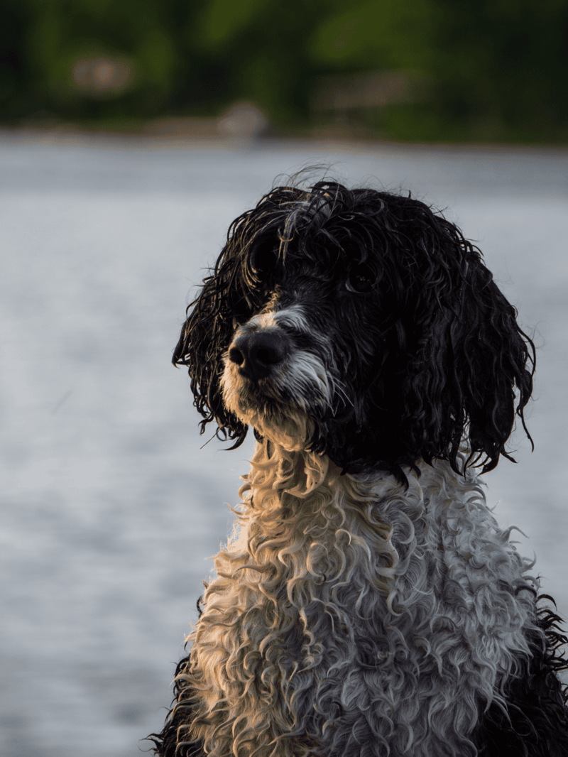 Dog dog with curly fur outdoors, ideal for pet grooming and dog training services.