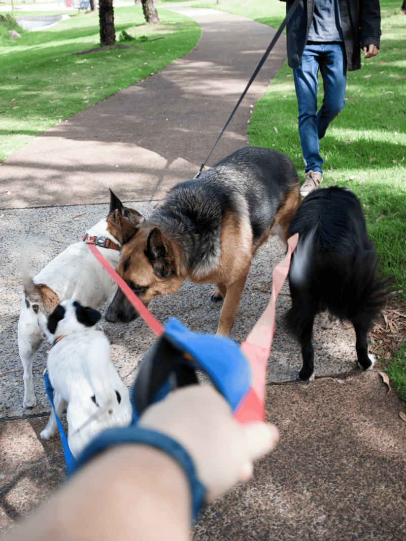 Group of dogs interacting during a walk in the park.