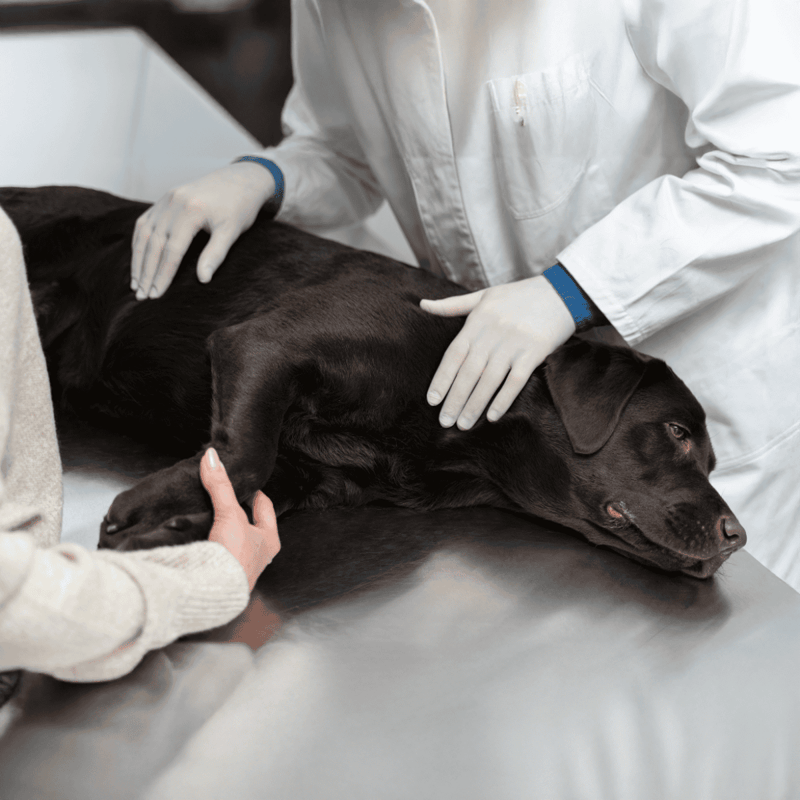 Vet examining a black Labrador during emergency pet care.