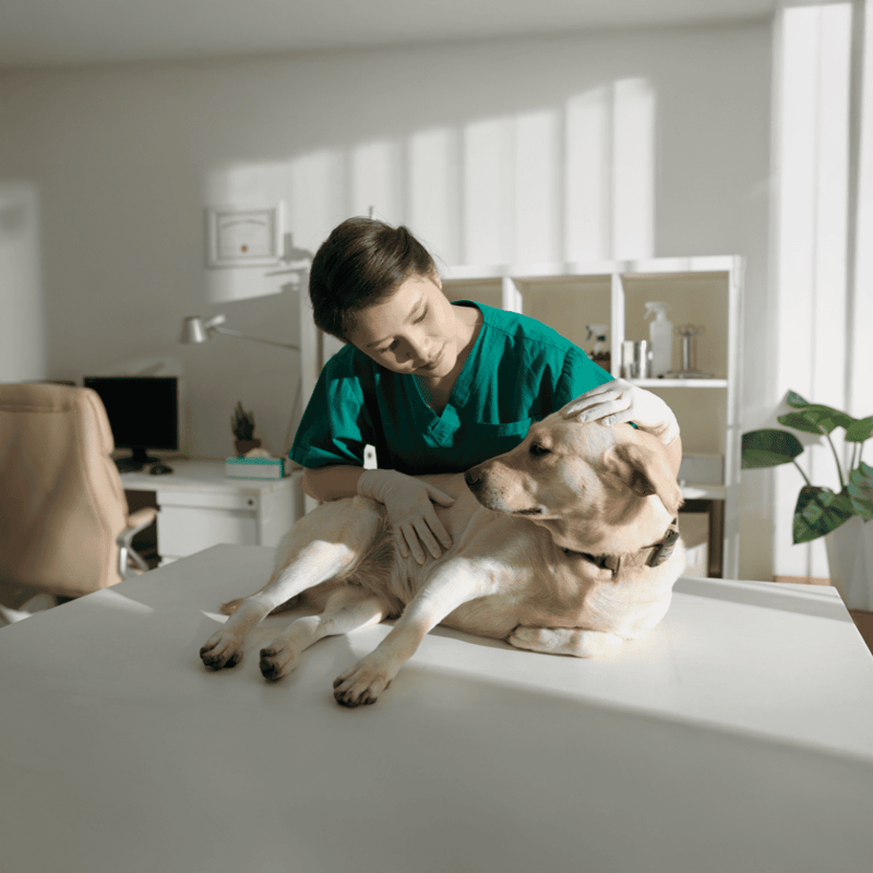 Professional pet health assessment by veterinarian for dog wellness.