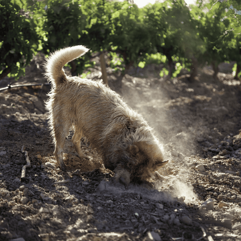 Dog digging in outdoor dirt, exploring nature, on a sunny day at a park.