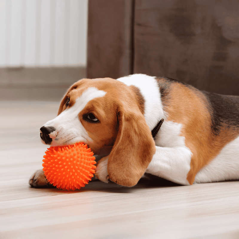 Adorable beagle puppy chewing rubber toy on hardwood floor. Perfect pet toy for dogs.