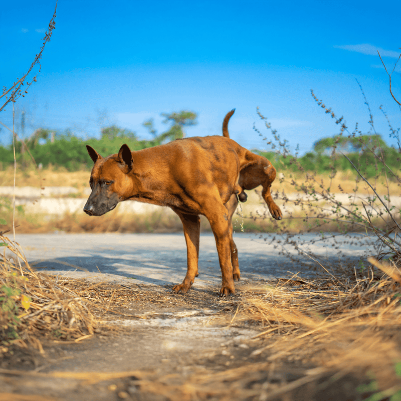 Dog drinking water from river, outdoors with clear blue sky, natural habitat, healthy and active canine.