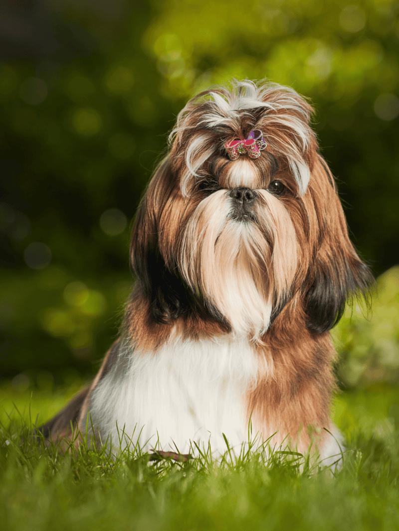 Adorable Shih Tzu puppy with styled fur and bow, perfect for pet grooming and care insights.