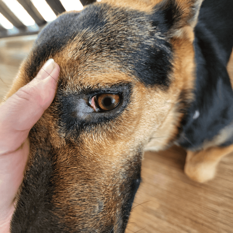 Close-up of a groomed dog showing shiny fur and calm expression.