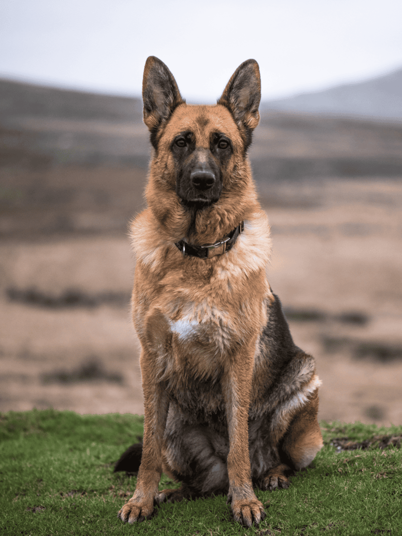 Licensed dog photo of a German Shepherd sitting outdoors, showcasing loyalty and alertness.