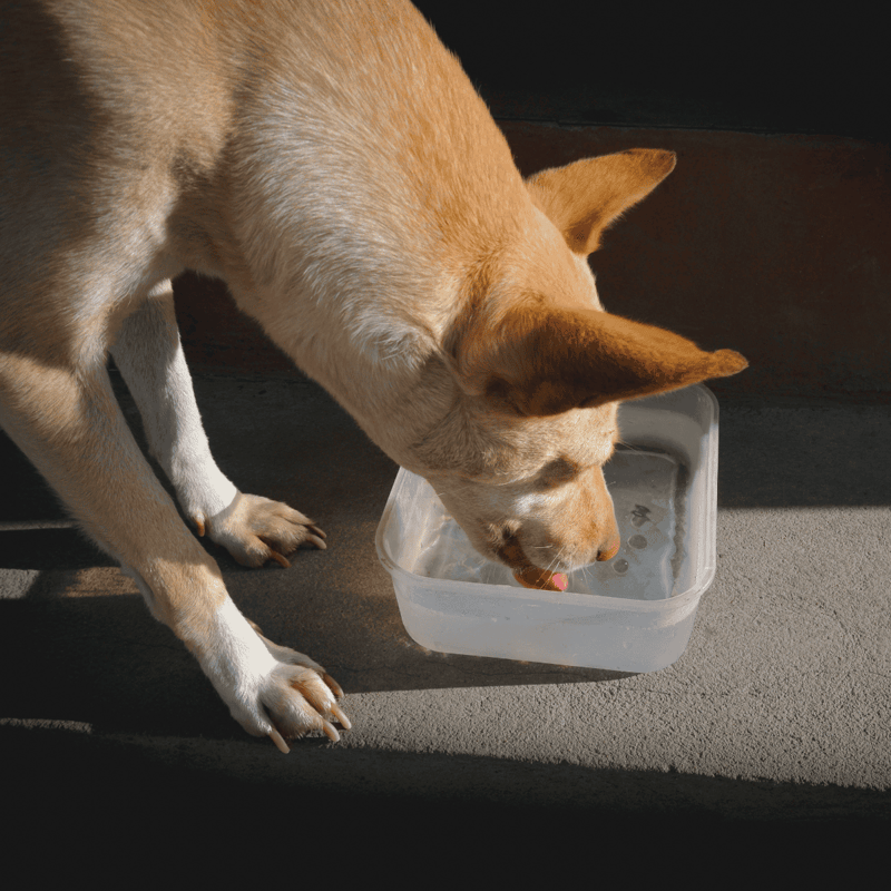Dog drinking water from pet bowl outdoors, healthy hydration for dogs.