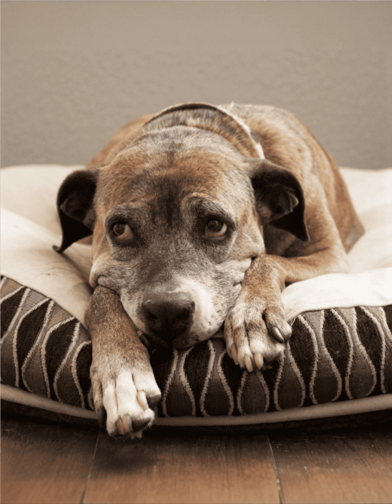 Comfortable dog bed for relaxing and restful sleep, perfect for dogs needing cozy sleep zone.