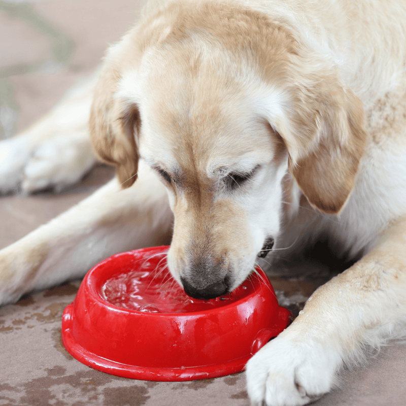 Adorable Labrador puppy enjoying fresh water from a red bowl outdoors.