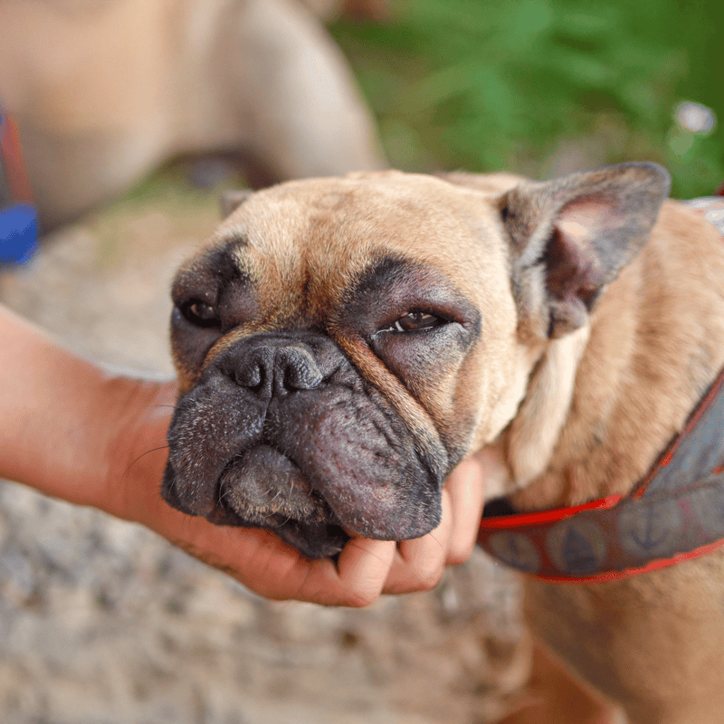 Close-up of a calm French Bulldog lying down, being gently held, with a blurred green background.