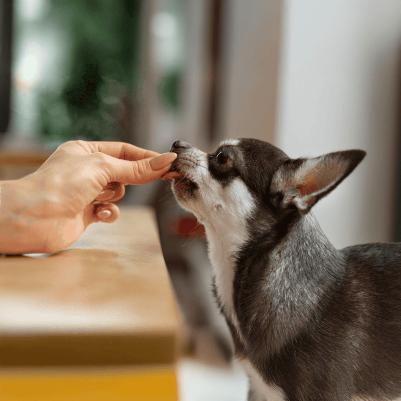 Cute dog treats and training at home with fun and gentle interaction.