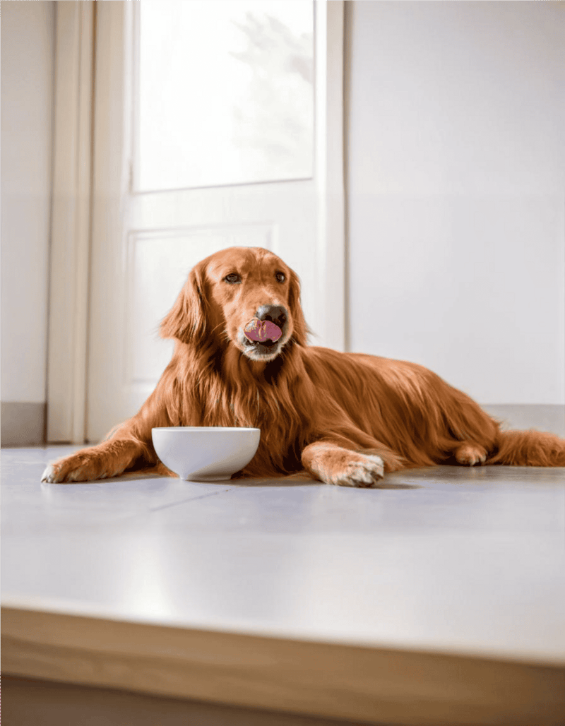 Golden retriever lying on the floor with food bowl, indoors.