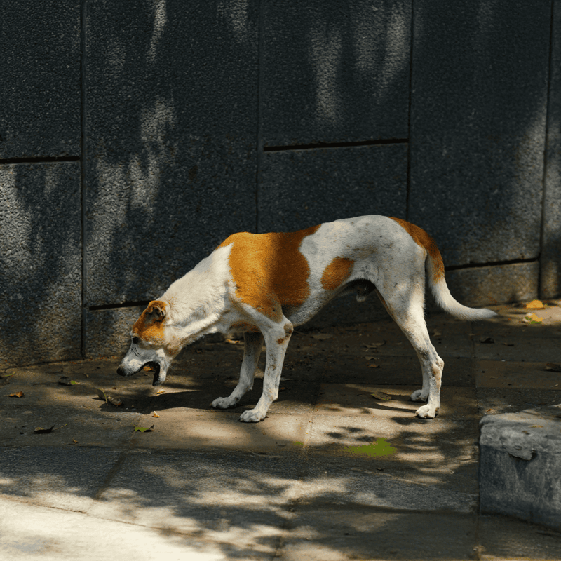 Adoptable dog exploring outdoors, searching for something on the ground in a sunny yard.