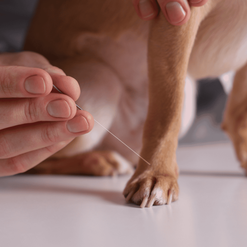 Professional canine acupuncture for pain relief and wellness.