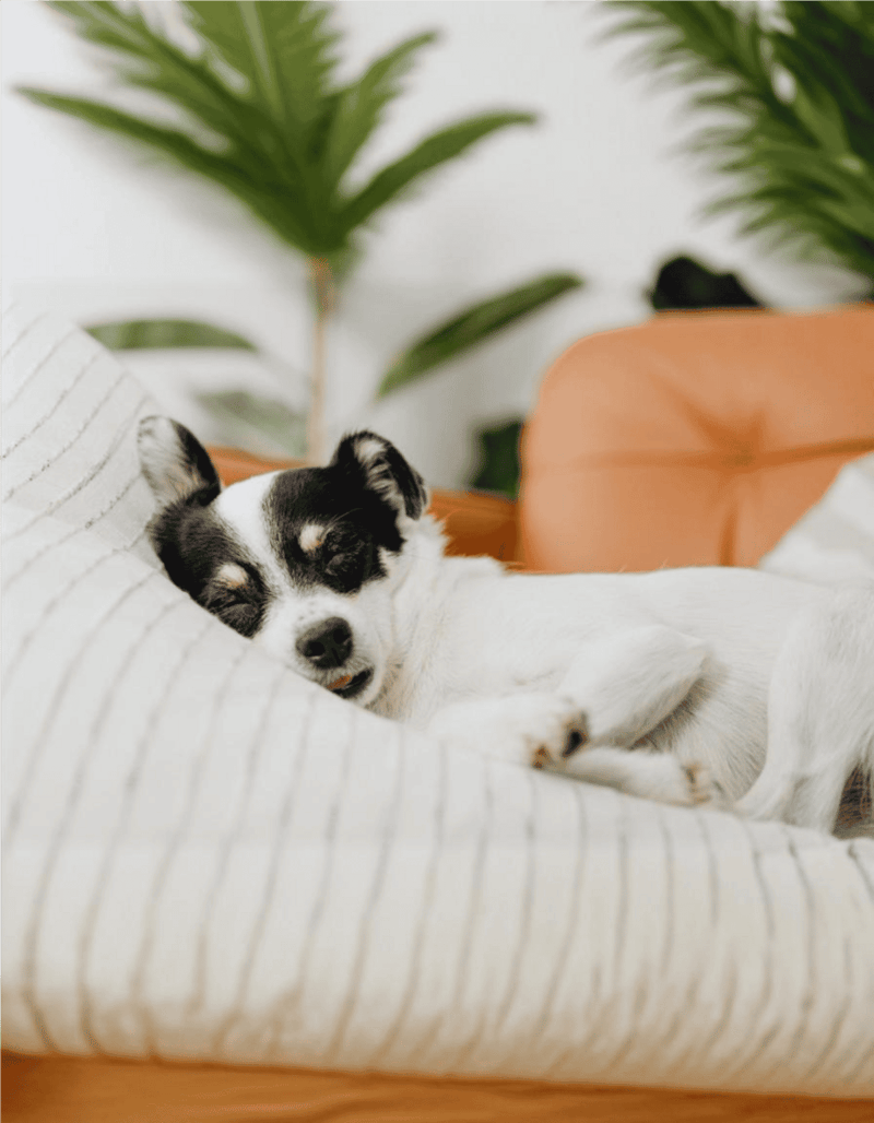 Adorable small dog resting on a cozy striped cushion with plants in background.