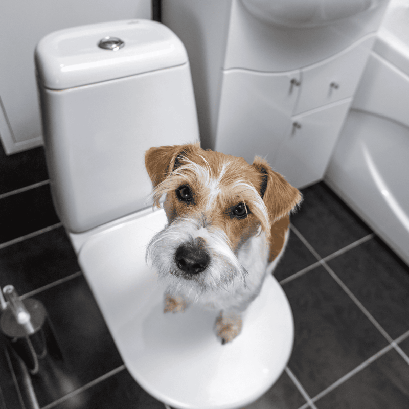 Dog sitting on toilet seat in bathroom.