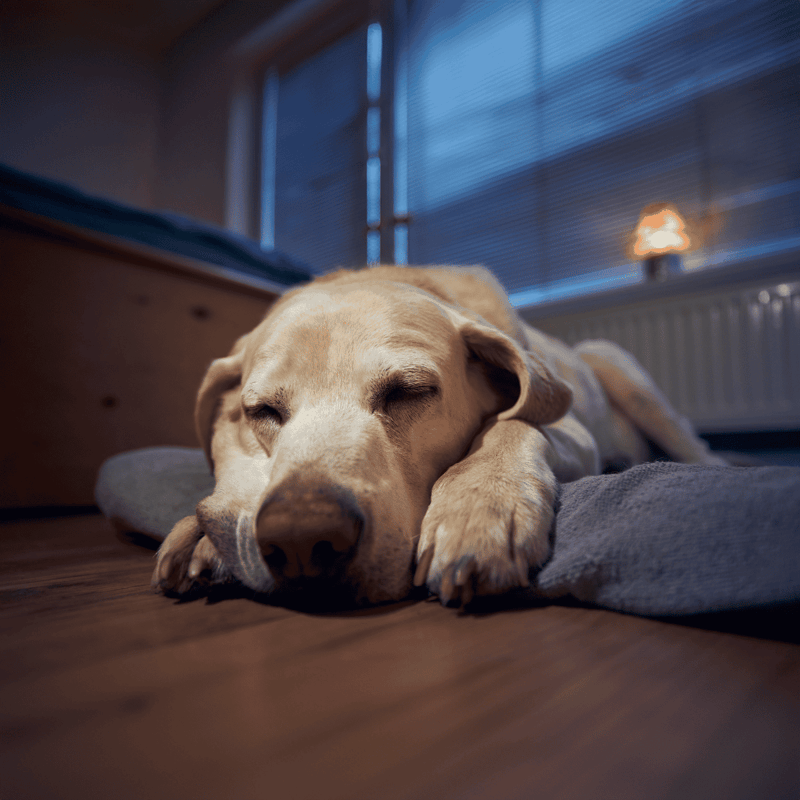 Dog resting peacefully on a bed indoors with window blinds in the background.