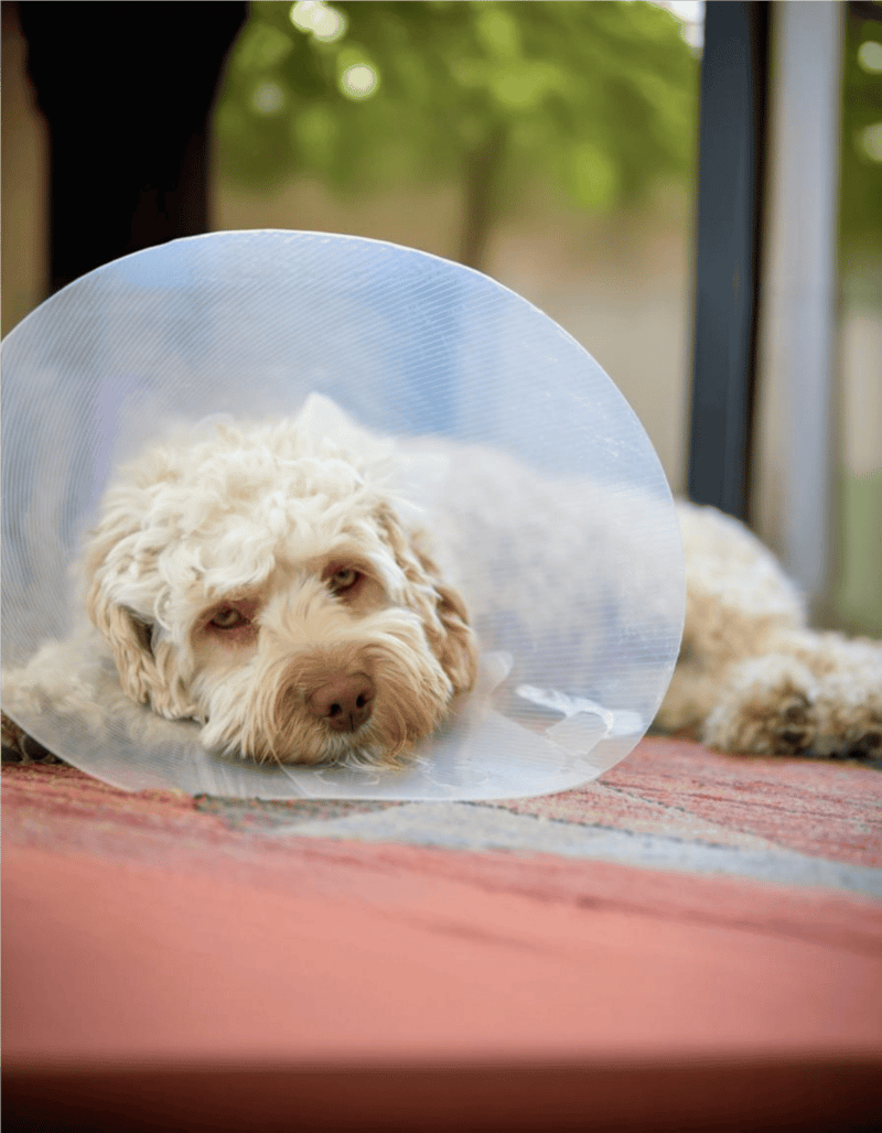 Dog with medical cone resting indoors.