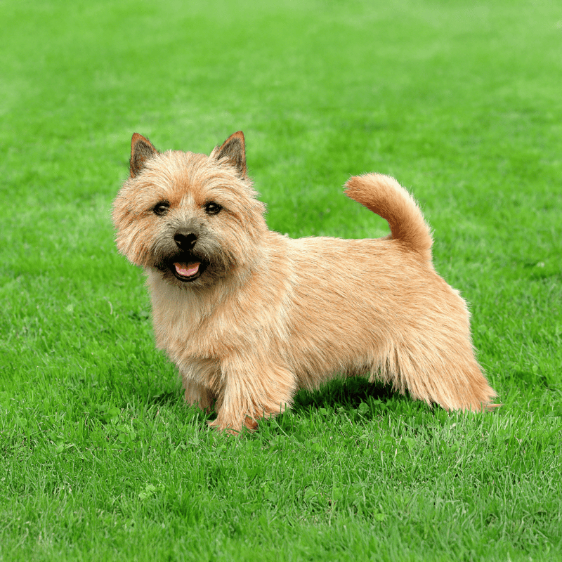 Adorable Border Terrier puppy outdoors on lush green grass, showcasing a friendly and energetic vibe.