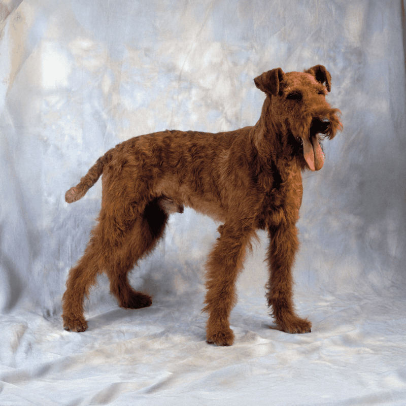 Dog with a wiry coat, alert expression, and strong stance, perfect for dog grooming and breed description.