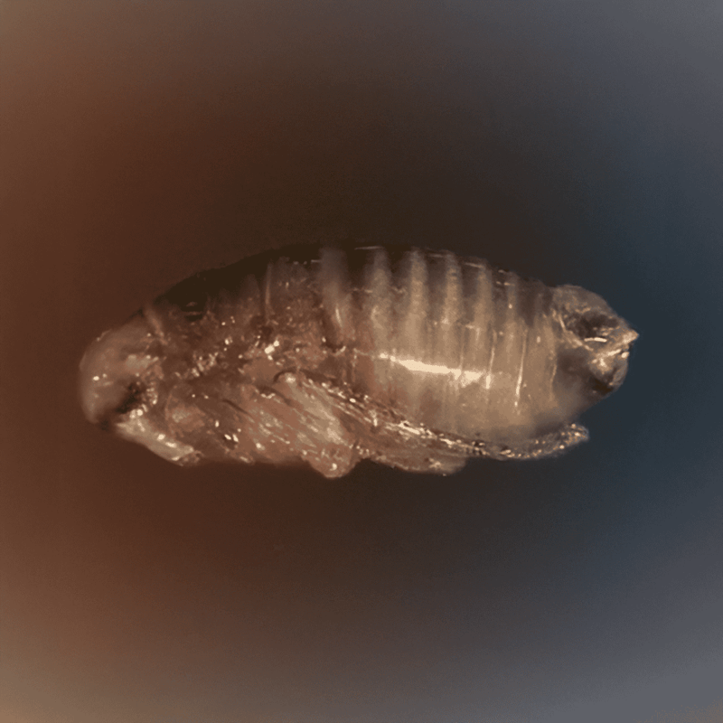 Close-up of a small fish encased in amber, highlighting its delicate features and preservation quality.