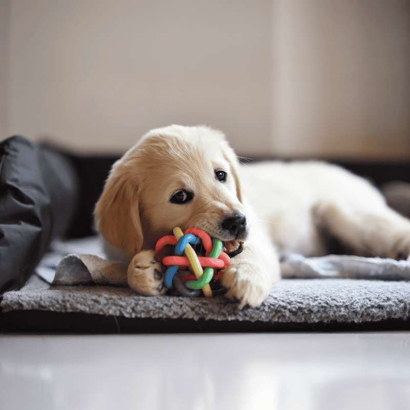 Adorable golden retriever puppy chewing colorful toy on bed.