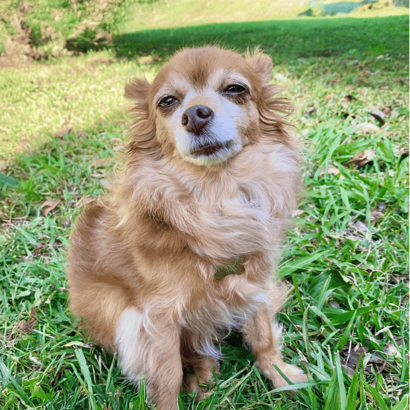 Dog sitting on grass in outdoor setting, showcasing a small, adorable dog for pet care and dog grooming.