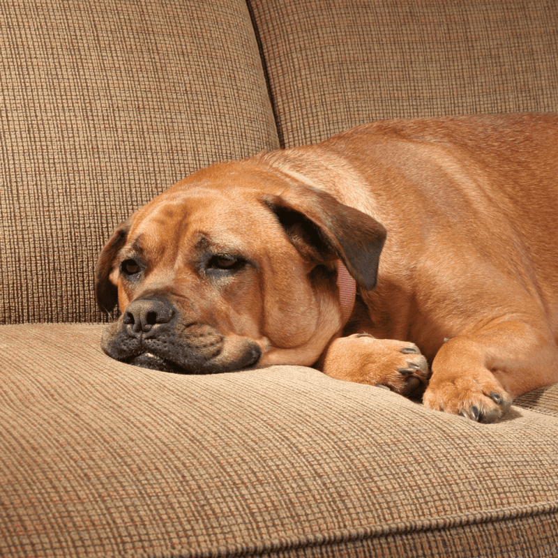 A brown dog peacefully napping on a brown couch, showcasing pet comfort and relaxation, perfect for dog care and wellness visuals.
