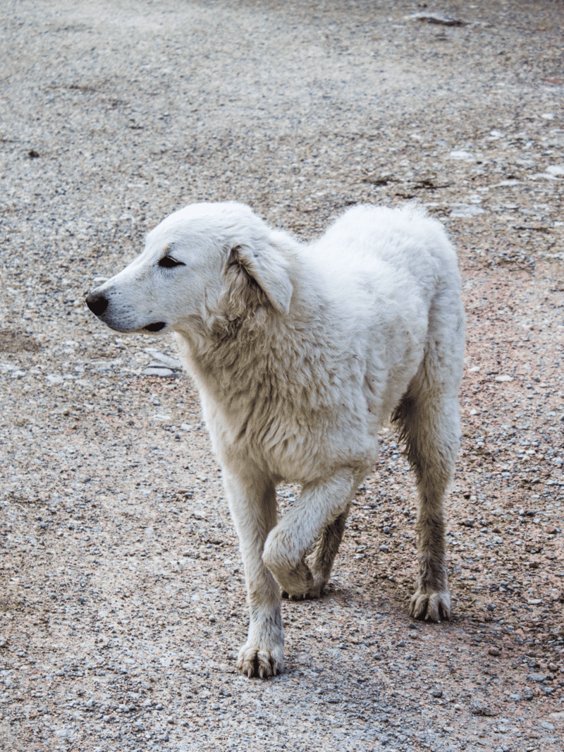 Dog walking on a dirt path, looking to the side, with a fluffy white coat, in an outdoor environment.