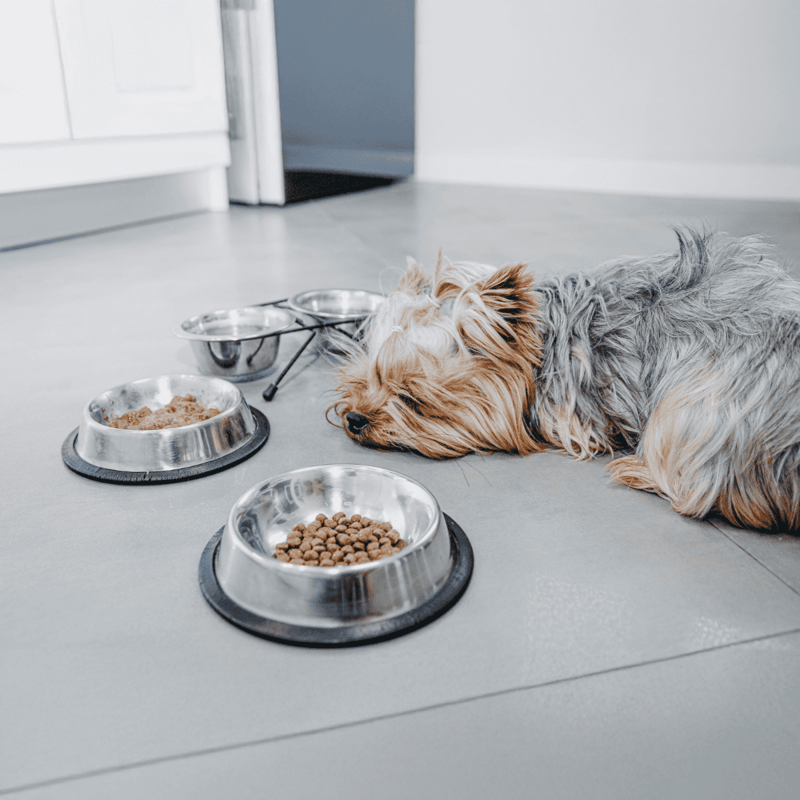 Dog lying next to stainless steel food bowls, sleeping peacefully amid pet meal options.
