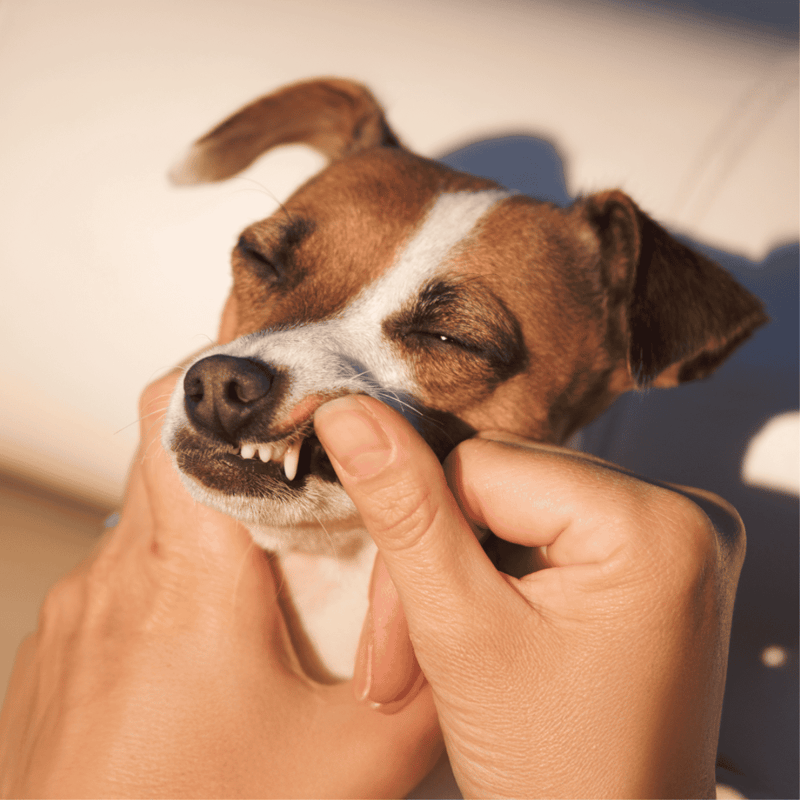 Dog dental care, teeth cleaning, pet oral hygiene.