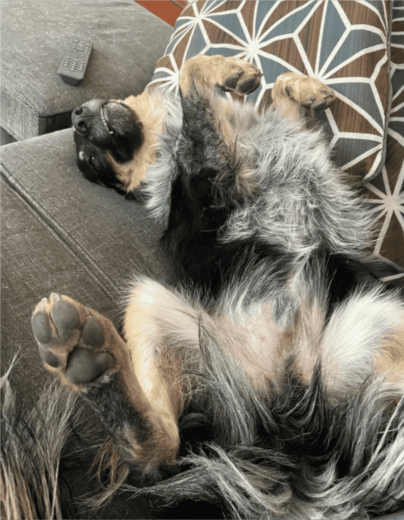 German Shepherd dog lying and resting comfortably on a brown couch.