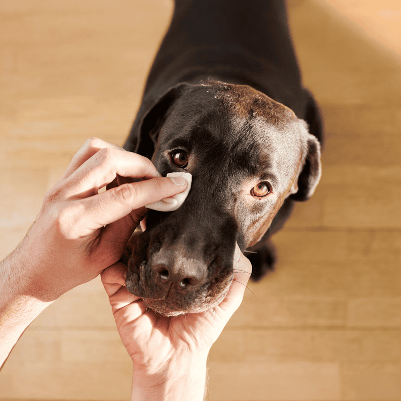 Dog receiving flea medication with a vet or owner application.