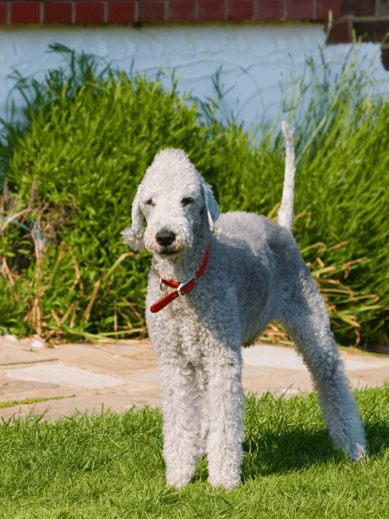 Cute poodle dog standing on green grass yard.