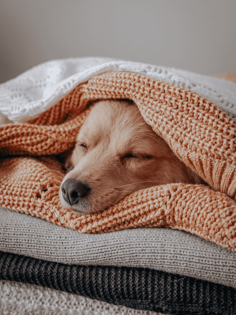Comfortable sleeping dog wrapped in cozy blankets.