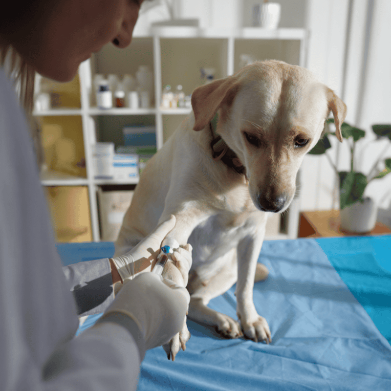 Dog receiving vaccination from veterinarian, health care for pets, professional animal care services.
