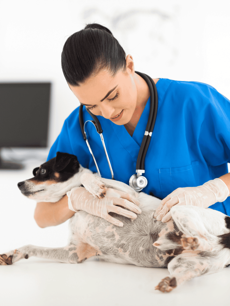 Veterinarian performing a wellness exam on a small dog in a clinical setting.