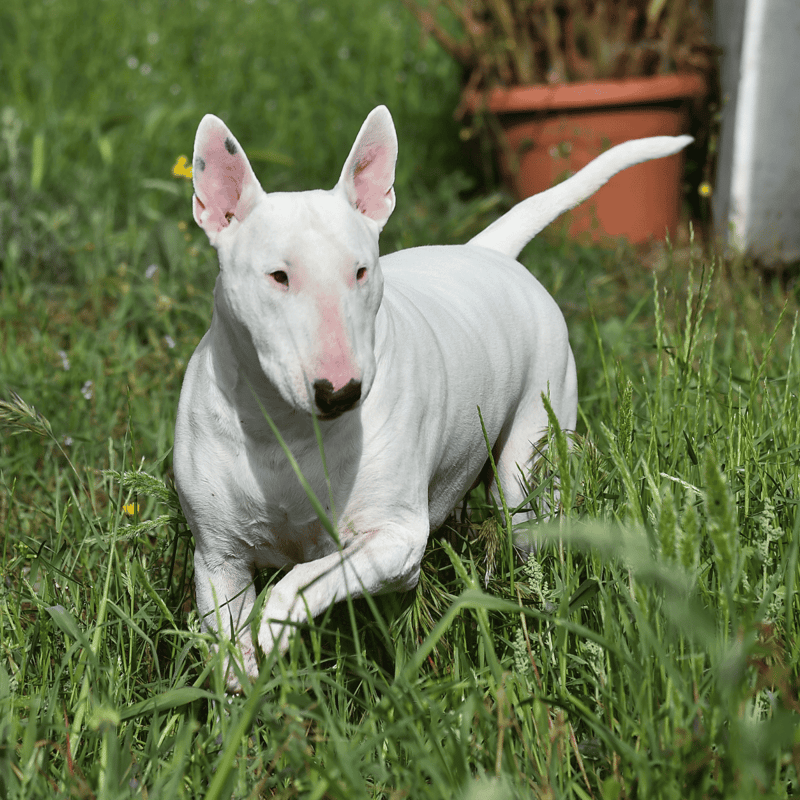 Adorable Bull Terrier running in grassy yard, enjoying outdoor playtime.