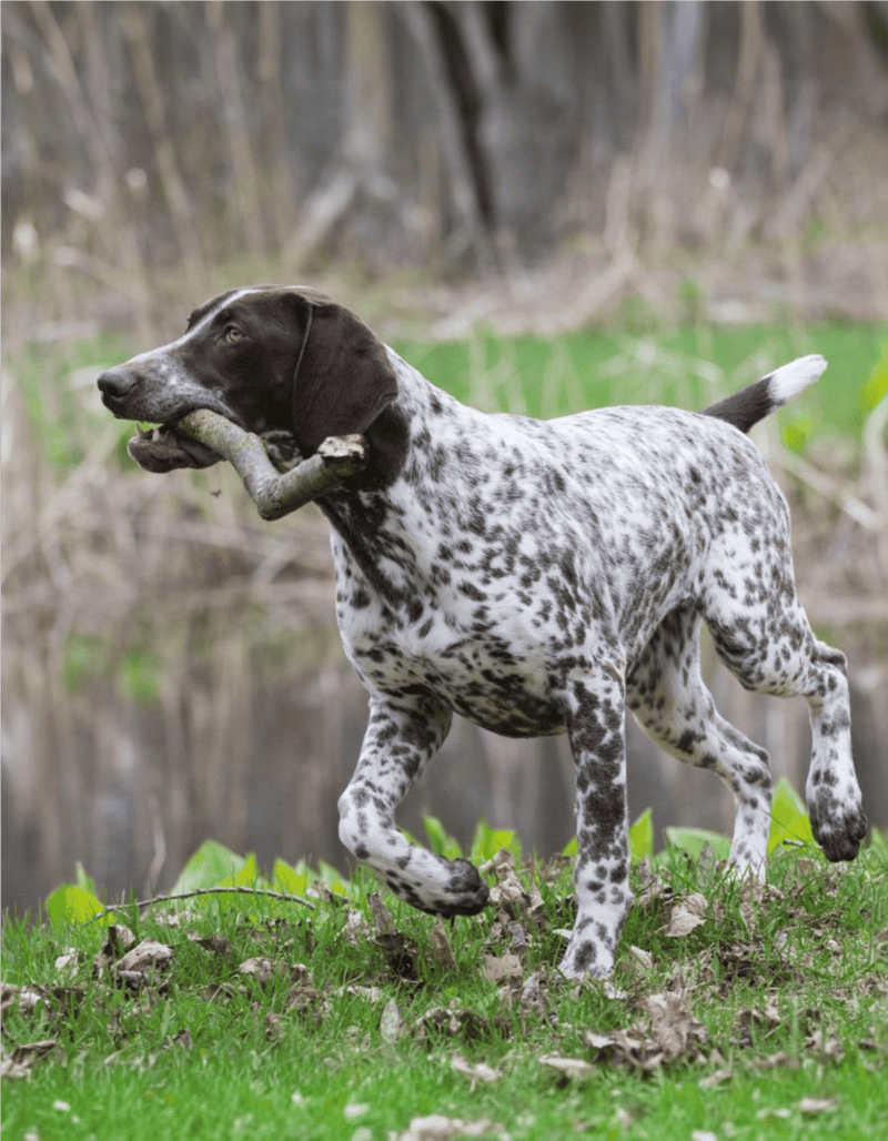 Energetic dog fetching a stick by the water in a natural setting.
