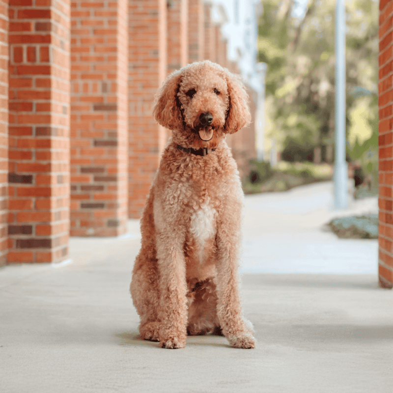 Adorable poodle sitting on city sidewalk near brick buildings, showcasing dog care and training services.