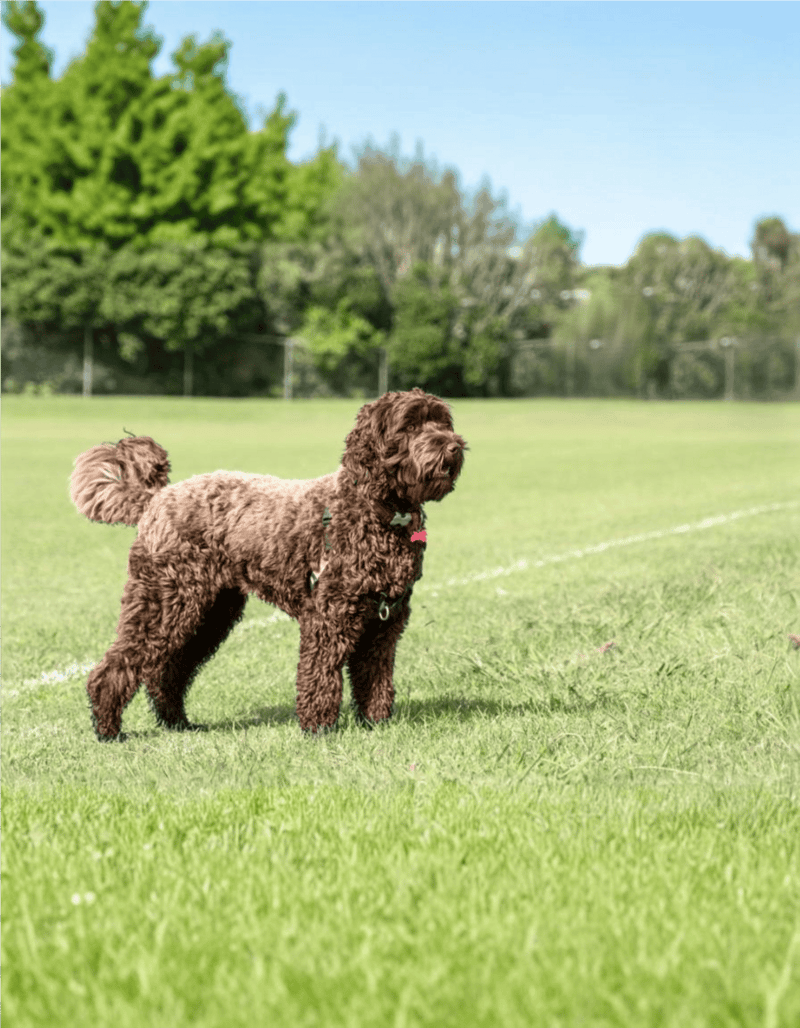 Adorable brown Labradoodle standing on green grass field in sunny park.