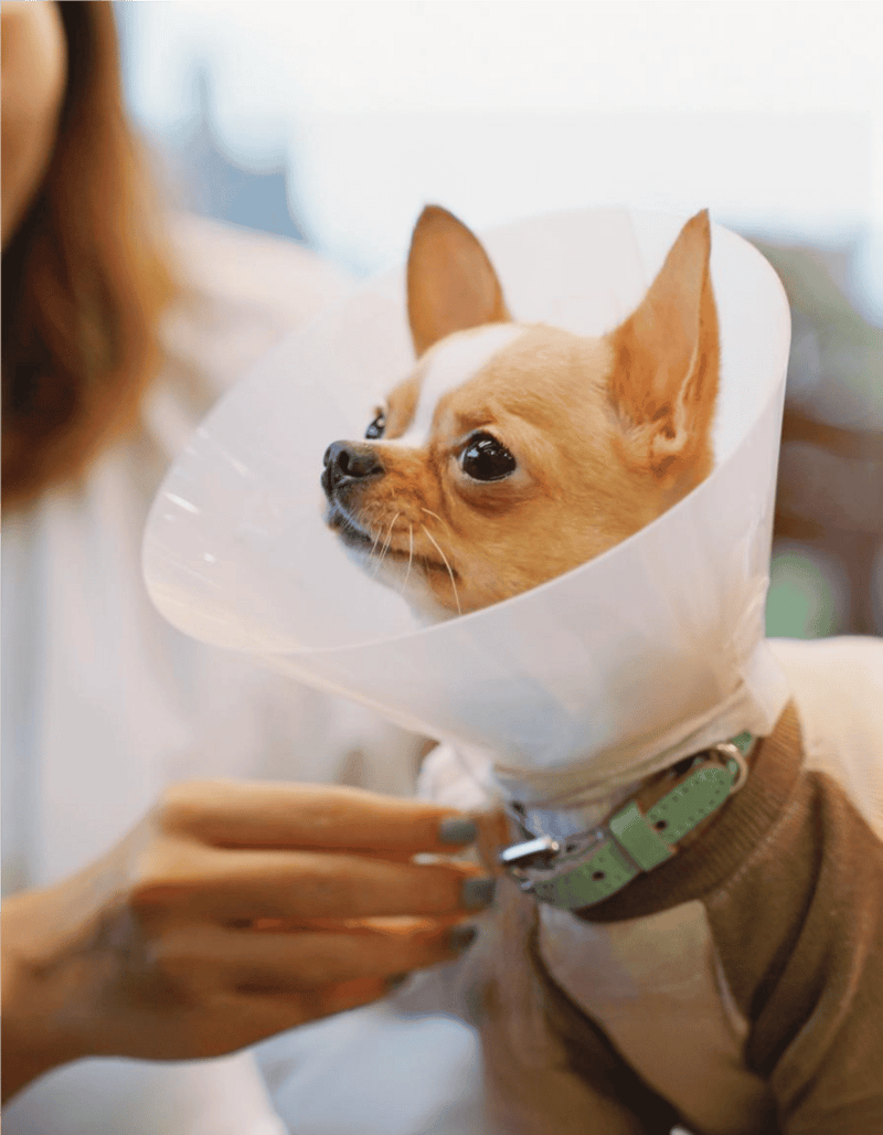 Dog with cone collar after injury or surgery.