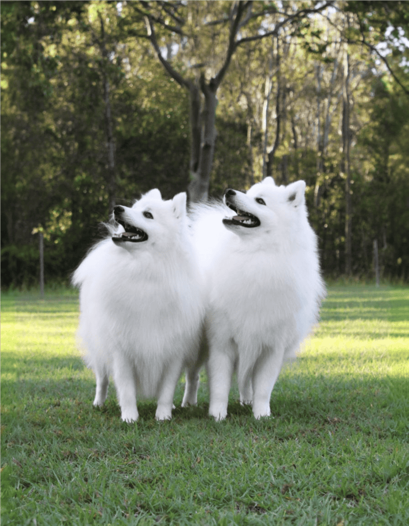 Adorable white Siberian Huskies enjoying a sunny day in the park.