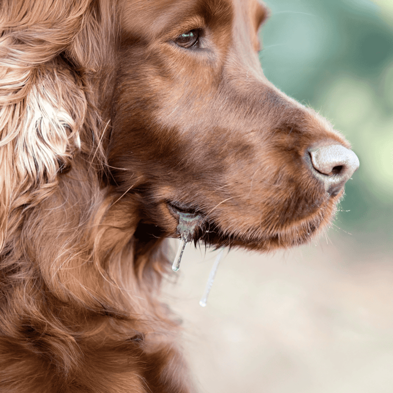 Close-up of a drooling dog with shiny, well-maintained fur.