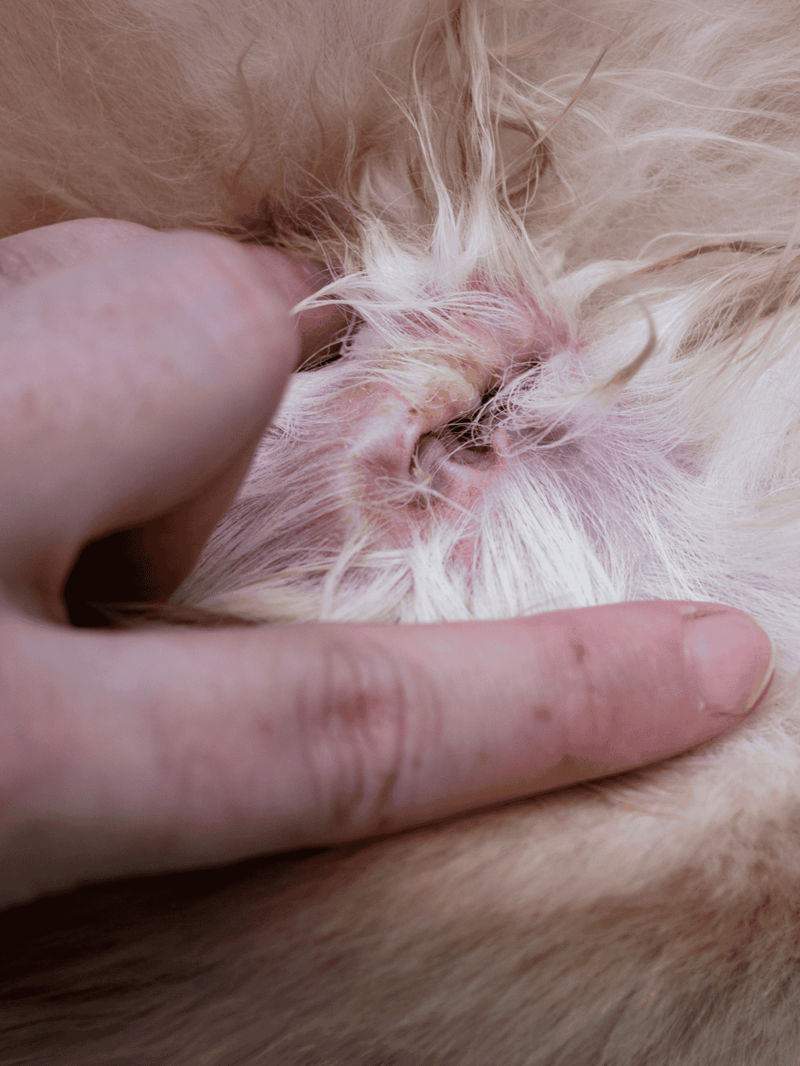 Close-up of flea removal from dog's skin, showing skin irritation and flea presence.