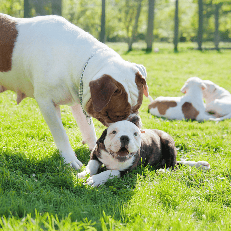 Bright, happy puppies bonding, running, and exploring nature together.
