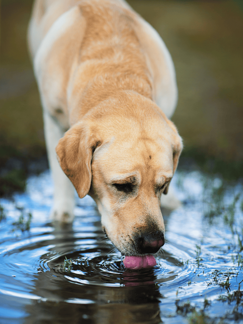Friendly Labrador drinking from a freshwater pond during outdoor play.