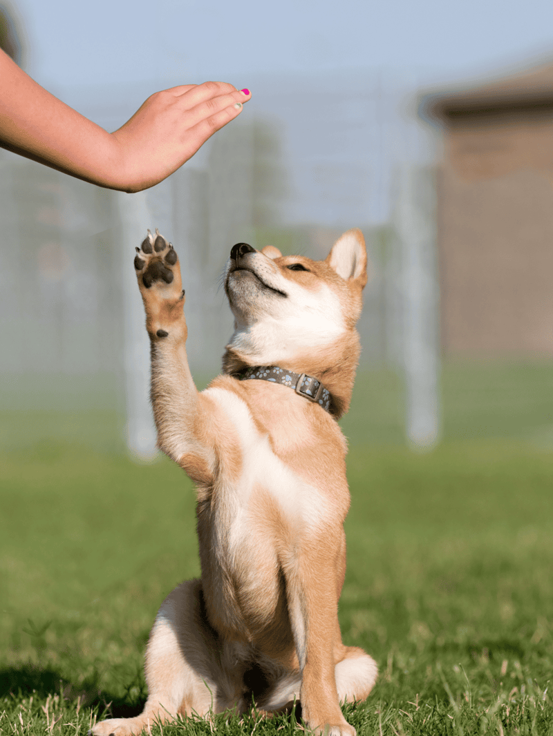 High-angle of adorable dog giving high-five to owner outdoors.