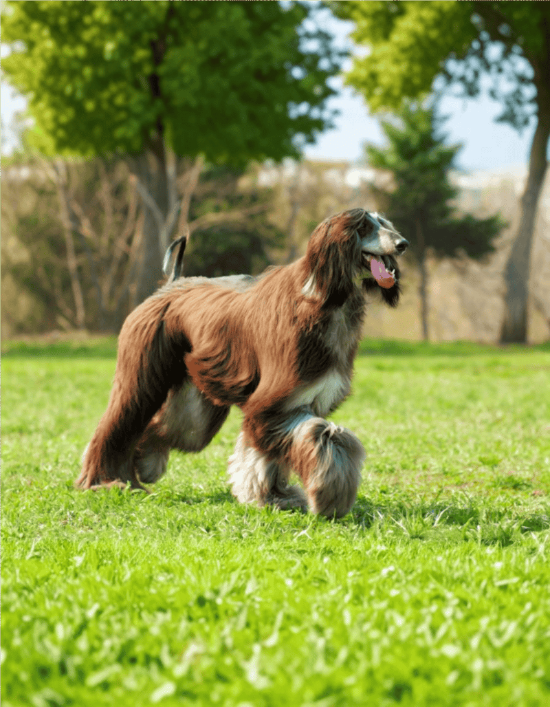 Portrait of an Afghan Hound dog in a park, enjoying outdoor playtime amidst trees.